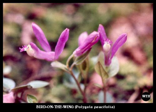 Bird-on-the-Wing (Polygala paucifolia)