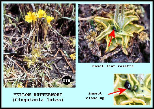 Yellow Butterwort (Pinguicula lutea)