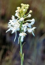 White Fringed-Orchid (4/17/06)