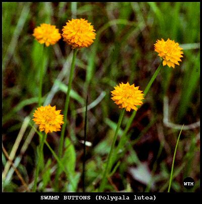 Swamp Buttons (Polygala lutea)