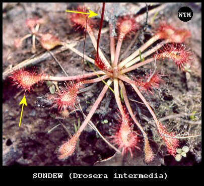 Sundew (Drosera intermedia)