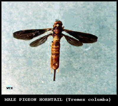 Pigeon Horntail (Tremex columba)