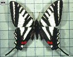 Zebra Swallowtail (6/17/06)