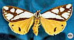 Colona Moth (6/20/06)