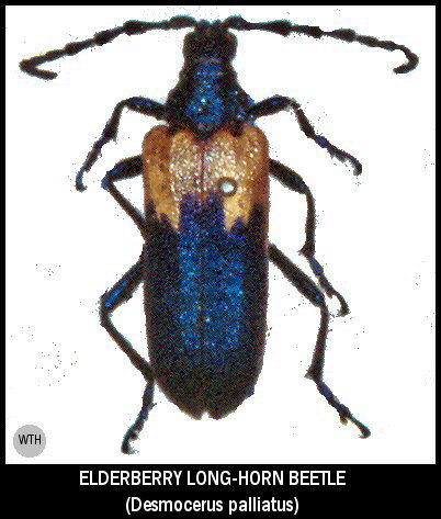 Elderberry Long-horned Beetle (Desmocerus palliatus)