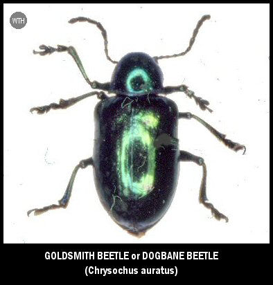 Goldsmith Beetle (Chrysochus auratus)