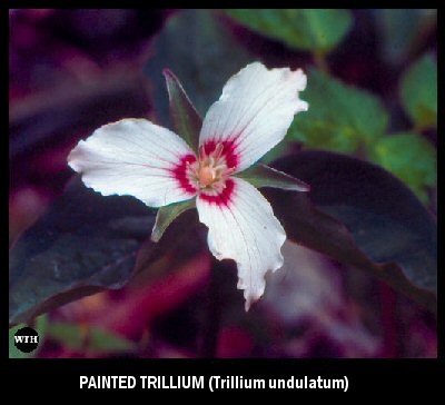 Painted Trillium (Trillium undulatum)