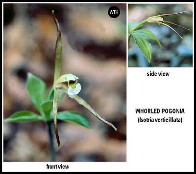 Whorled Pogonia (Isotria verticillata)