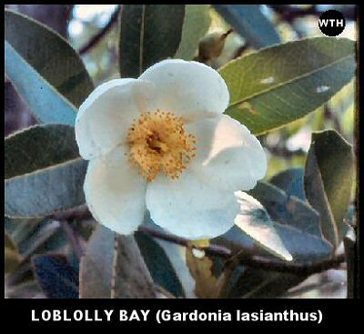 Loblolly Bay (Gardonia lasianthus)