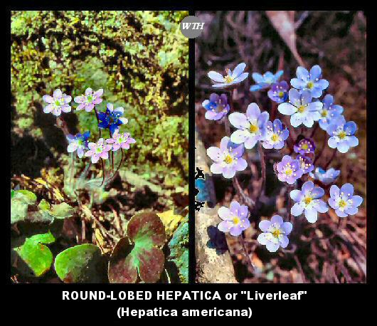 Round-Lobed Hepatica (Hepatica americana)