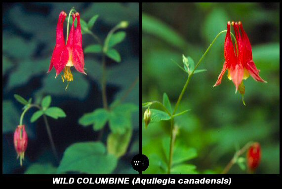 Wild Columbine (Aquilegia canadensis)