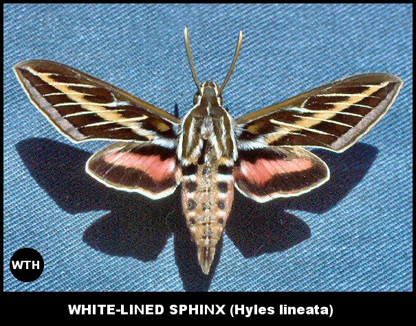 White-lined Sphinx (Hyles lineata)