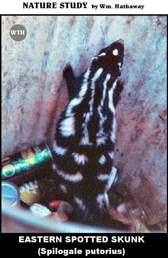 Eastern Spotted Skunk (Spilogale putorius)