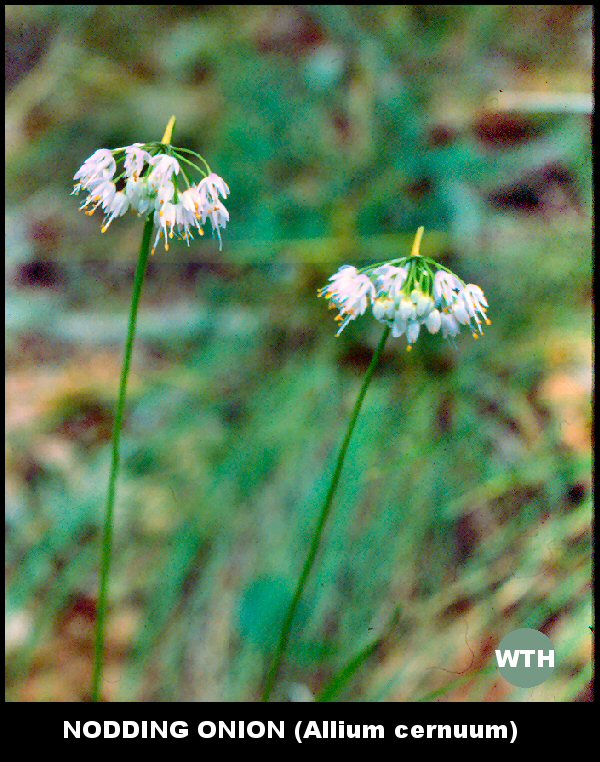 Nodding Onion (Allium cernuum)