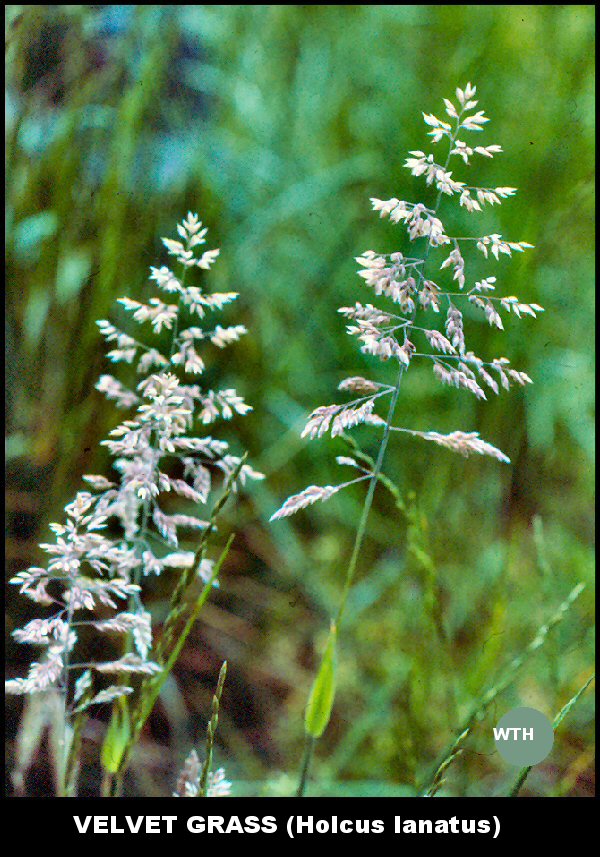 Velvet Grass (Holcus lanatus)