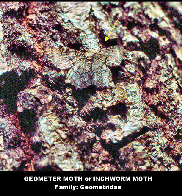 Inchworm Moth