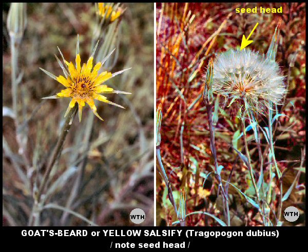 Goat's-beard or Yellow Salsify