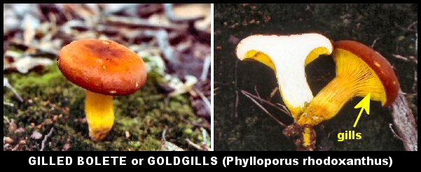Gilled Bolete or Goldgills Mushroom