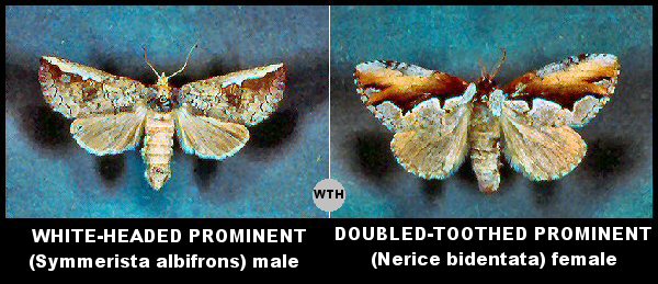 Prominent Moths