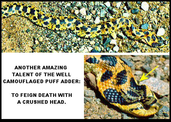 Puff Adder (Heterodon platyrhinos)