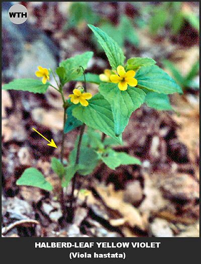 Halberd-leaf Yellow Violet (Viola hastata)