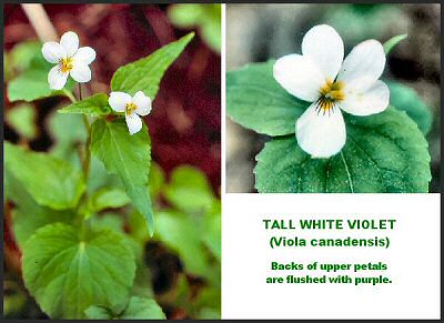 Tall White Violet (Viola canadensis)