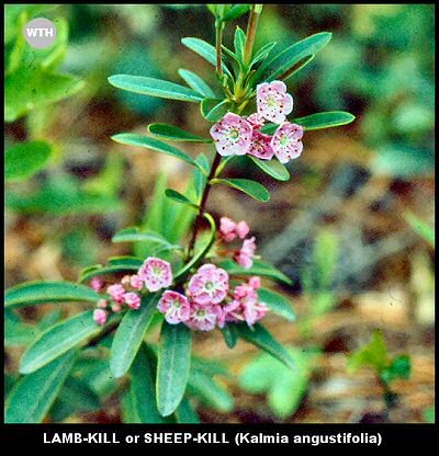 Lamb-kill (Kalmia angustifolia)