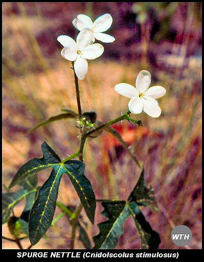 Tread-softly (Cnidoscolus stimulosus)