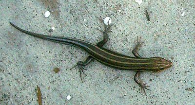Southeastern Five-lined Skink (Eumeces inexpectatus)