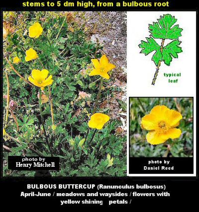 Buttercup (Ranunculus bulbosus)