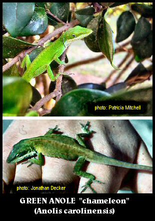 Green Anole (Anolis carolinensis)