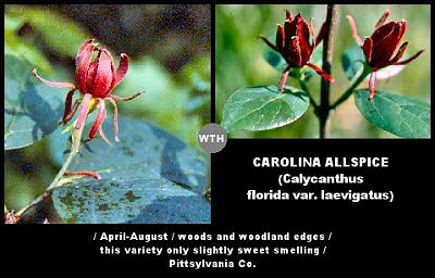 Sweet-shrub or Carolina Allspice (Calycanthus florida var. laevigatus)