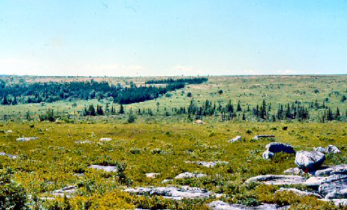 Dolly Sods, West Virginia