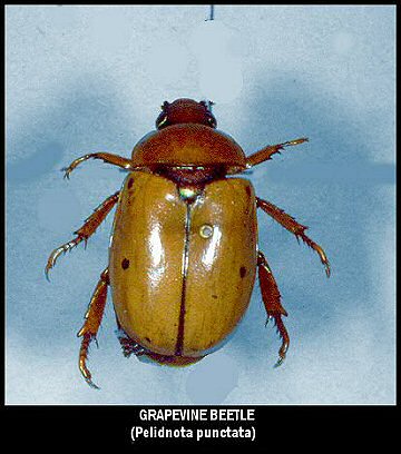 Grapevine Beetle (Pelidnota punctata)