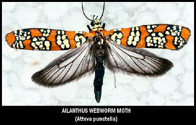 Ailanthus Webworm Moth (Attiva punctella)