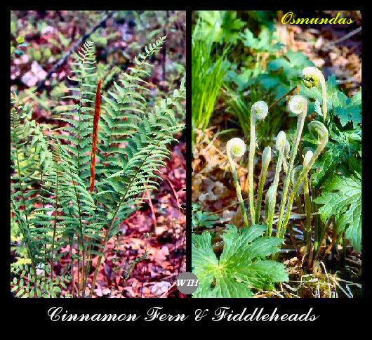 Cinnamon Fern (Osmunda cinnamomea)