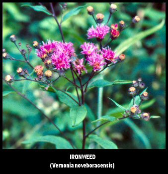 Ironweed (Vernonia noveboracensis)