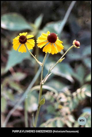 Purple-flowered Sneezeweed (Helenium flexuosum)