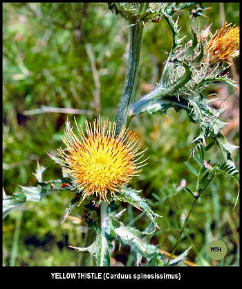 Yellow Thistle (Carduus spinosissimus)