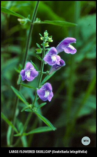 Large-flowered Skullcap (Scutellaria integrifolia)