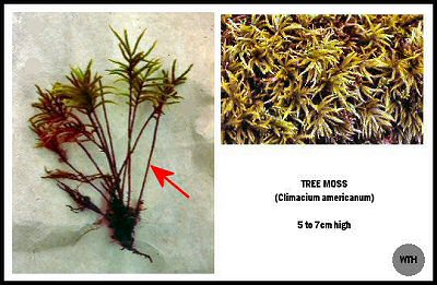Tree Moss (Climacium americanum)