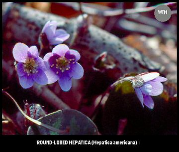Round-lobed Hepatica (Hepatica americana)