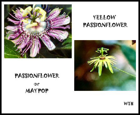 Yellow Passion Flower (Passiflora lutea) and Purple Passion Flower (P. incarnate)