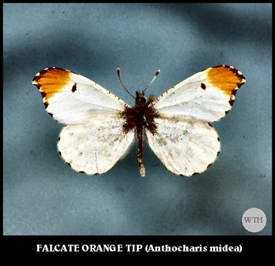 Falcate Orange Tip (Anthocharis midea)
