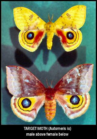 Target Moth (Automeris io)