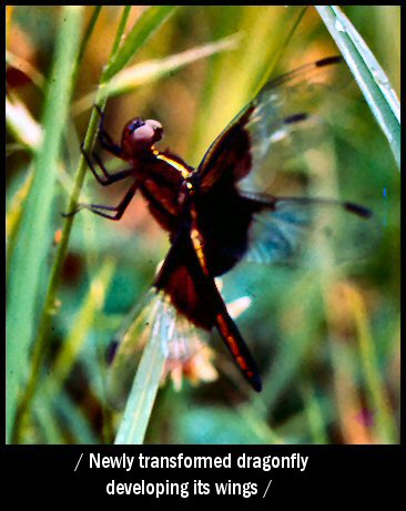 Dragonfly