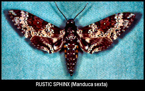 Rustic Sphinx (Manduca sexta)