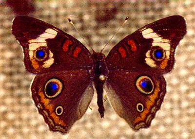 Buckeye (Junonia coenia)