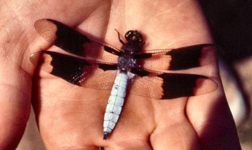 White-tail Dragonfly