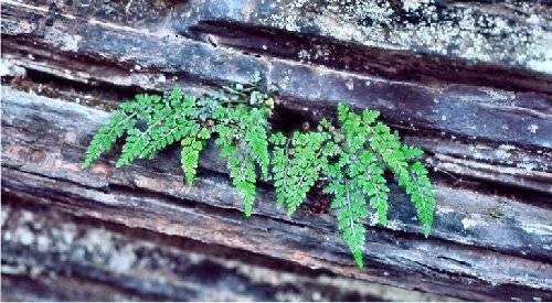 Mountain Spleenwort (Asplenium montanum)